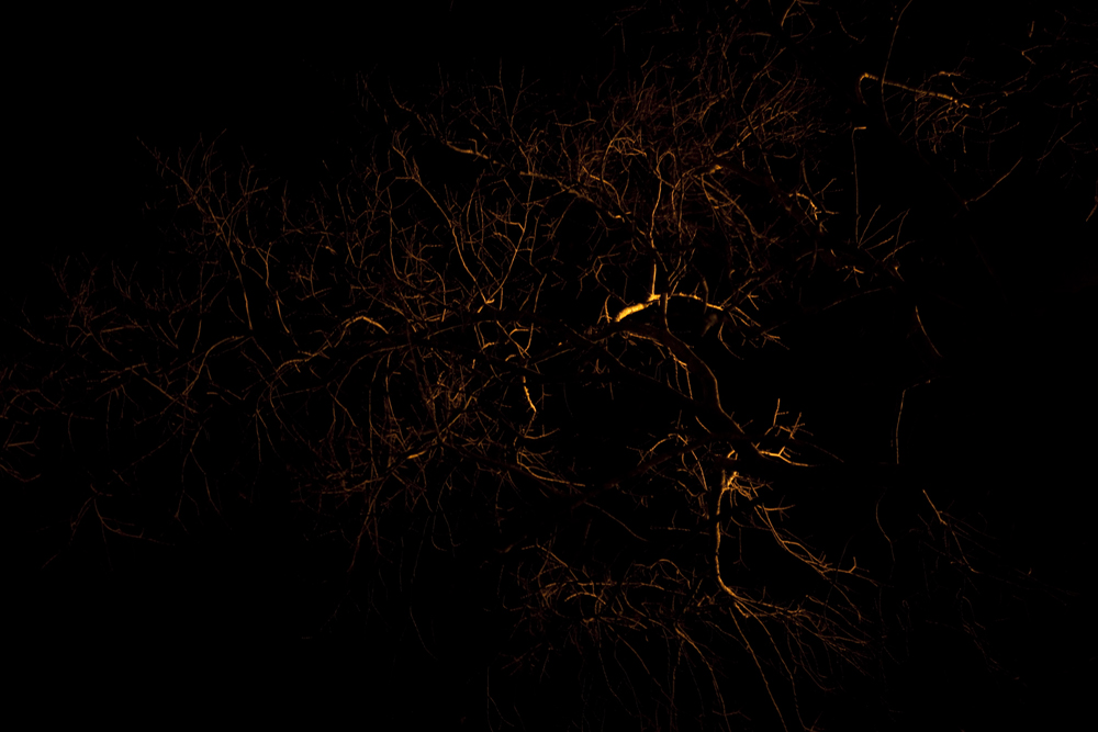 Dark Sky Roots [2011]